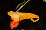 Jewelweed